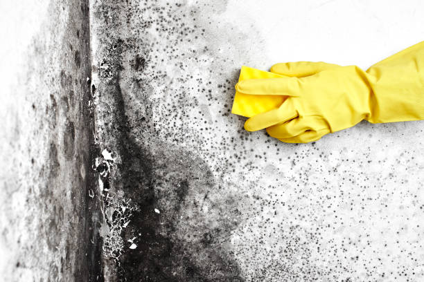 Best Biohazard Mold Removal  in Edgeworth, PA