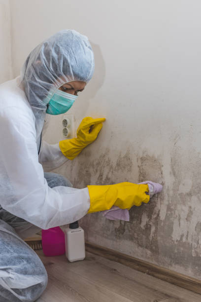 Professional Mold Removal in Edgeworth, PA