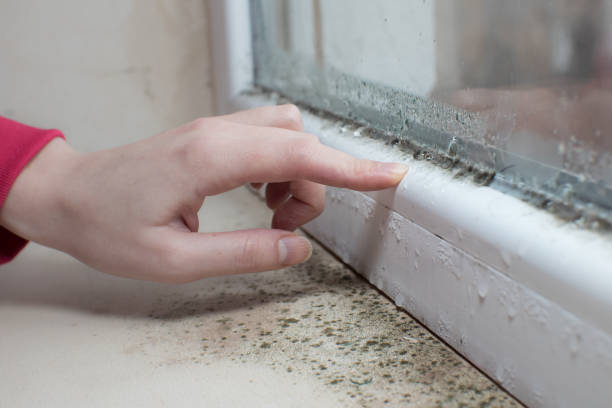 Best Air Quality Testing for Mold Spores  in Edgeworth, PA